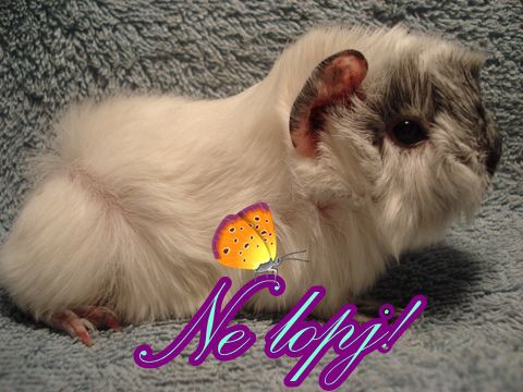 ne-lopj.jpg ne-lopj.jpg